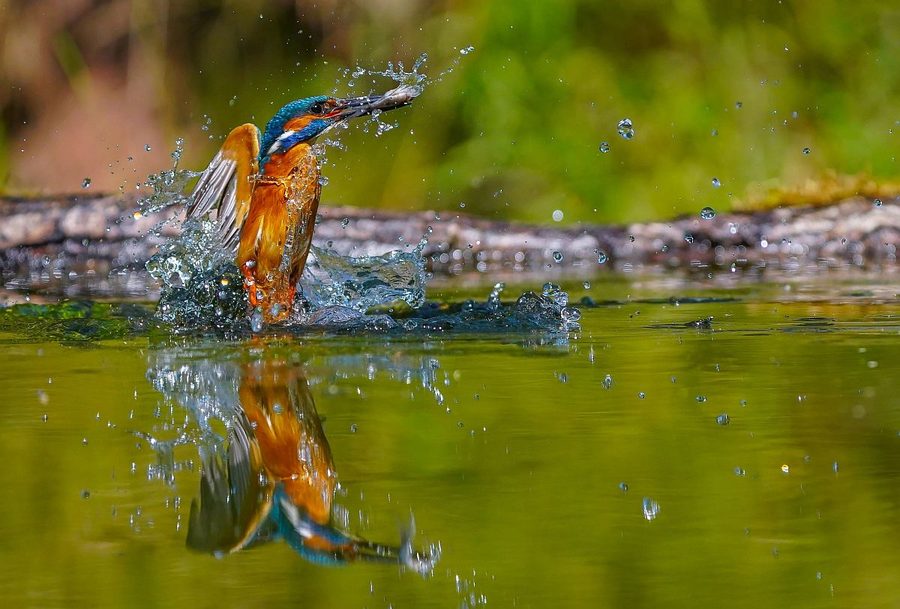 Eisvogel, der mit einem kleinen Fisch aus dem Wasser kommt